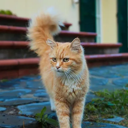 Ca Di Gatti Ne