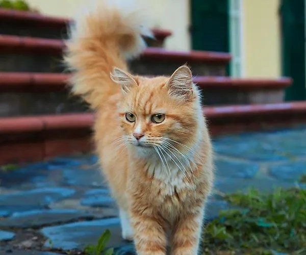 Ca Di Gatti Ne