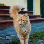 Ca Di Gatti Ne